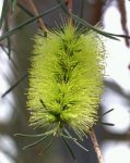 callistemon.jpg