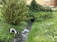 IMG_1767.jpeg
