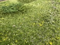 IMG_1768.jpeg