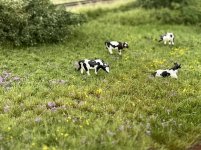IMG_1769.jpeg