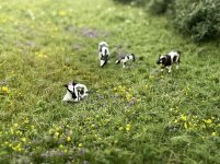 IMG_1770.jpeg