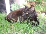 2011_0709Katzenteufelchen0022.jpg