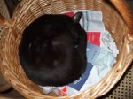 2011_0709Katzenteufelchen0006.jpg