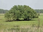 !Baum Wittenberge1.jpg